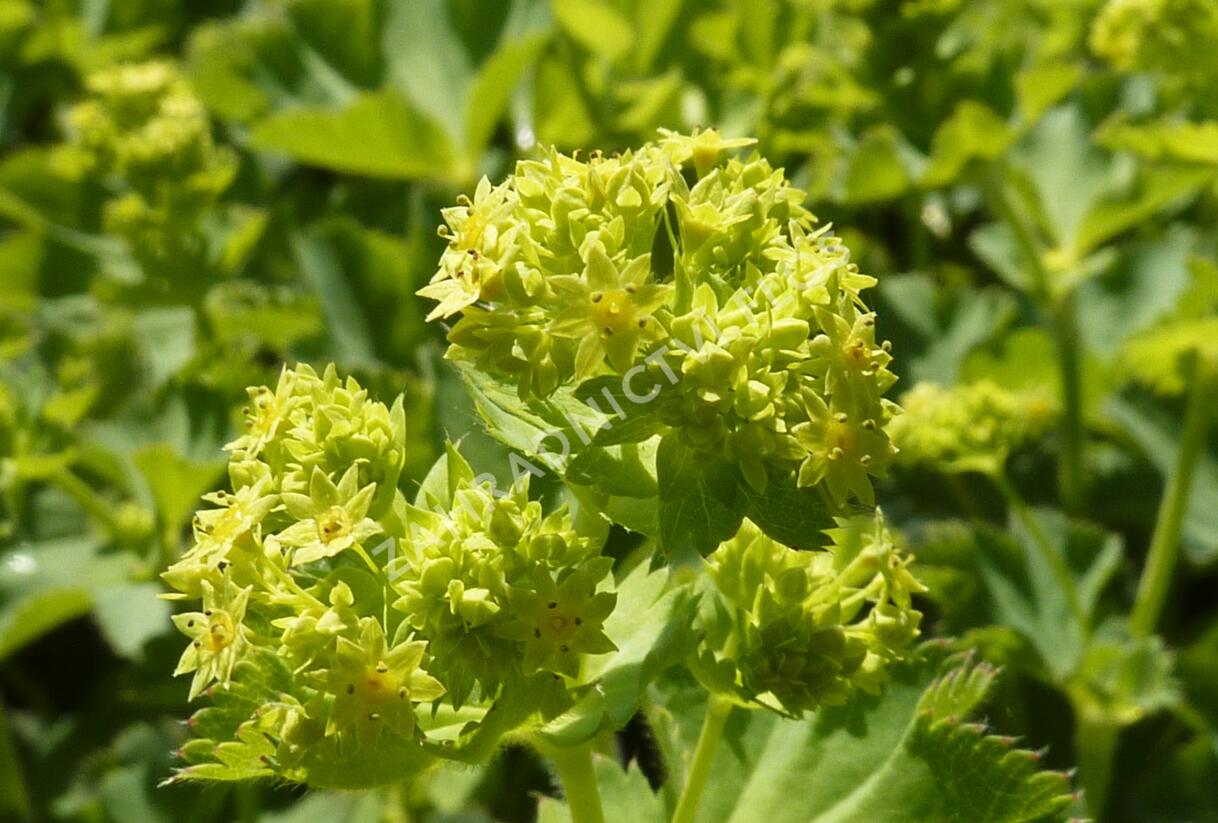 Kontryhel holý - Alchemilla epipsila