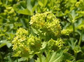 Kontryhel holý - Alchemilla epipsila