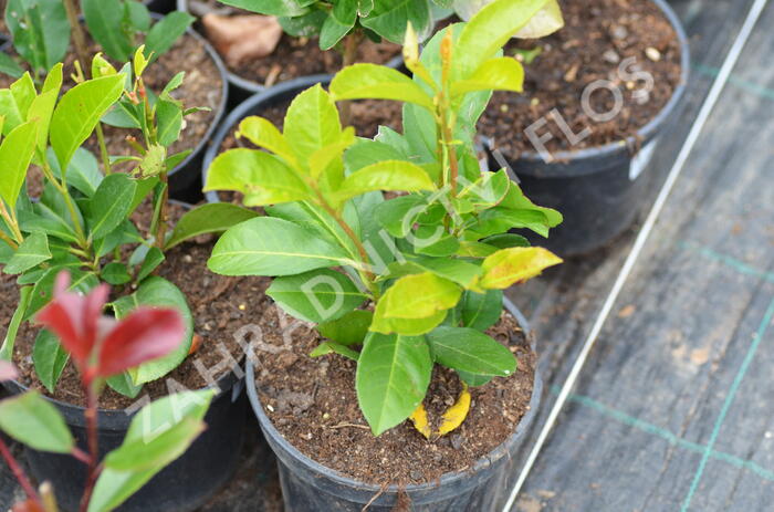 Bobkovišeň lékařská 'Etna' - Prunus laurocerasus 'Etna'