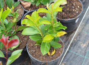 Bobkovišeň lékařská 'Etna' - Prunus laurocerasus 'Etna'