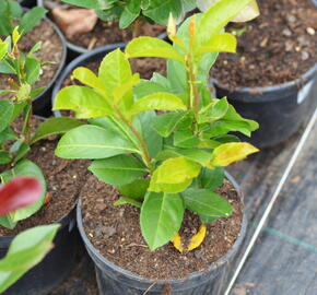 Bobkovišeň lékařská 'Etna' - Prunus laurocerasus 'Etna'