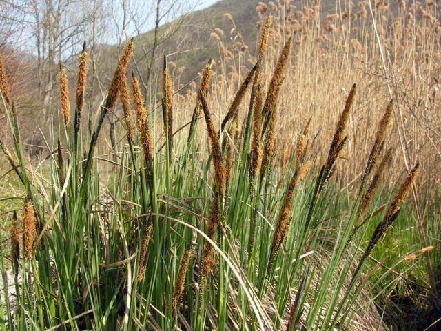 Ostřice ostrá - Carex acutiformis