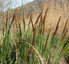 Ostřice ostrá - Carex acutiformis