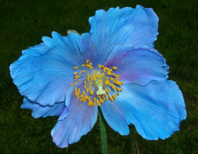 Mákovník 'Lingholm' - Meconopsis sheldonii 'Lingholm'