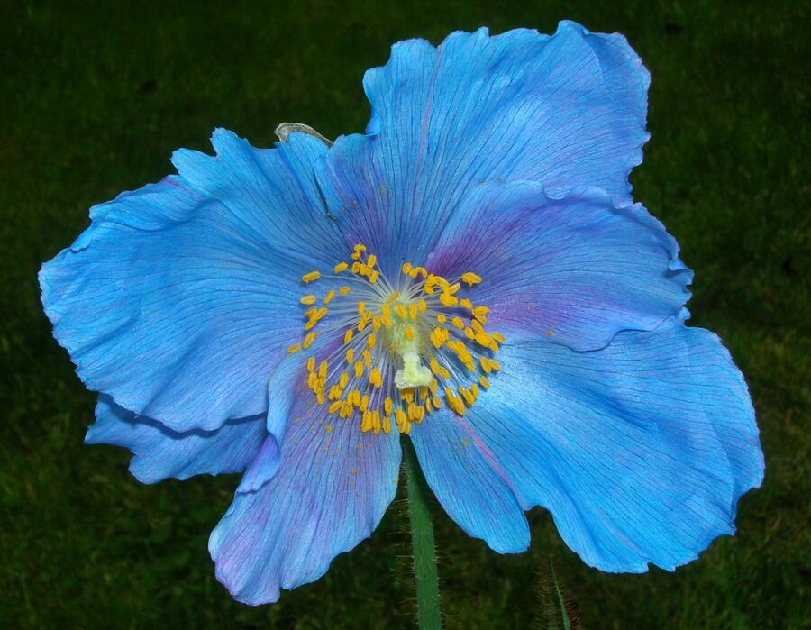 Mákovník 'Lingholm' - Meconopsis sheldonii 'Lingholm'