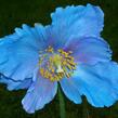 Mákovník 'Lingholm' - Meconopsis sheldonii 'Lingholm'