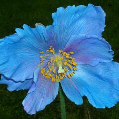 Mákovník 'Lingholm' - Meconopsis sheldonii 'Lingholm'