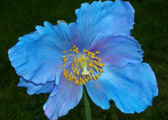 Mákovec 'Lingholm' - Meconopsis sheldonii 'Lingholm'
