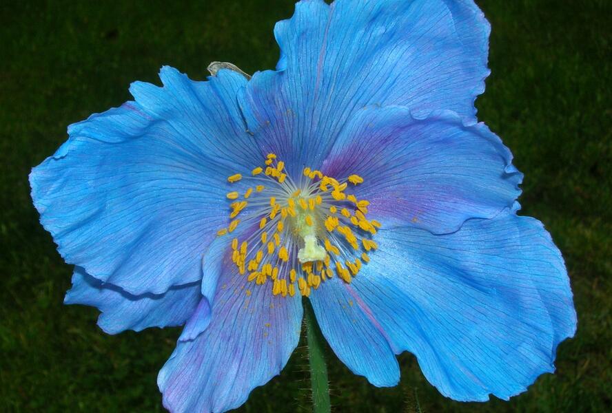 Mákovník 'Lingholm' - Meconopsis sheldonii 'Lingholm'