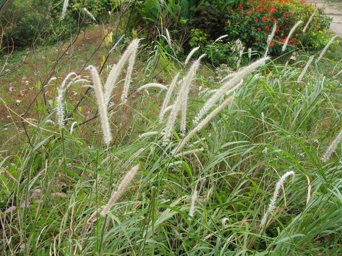 Dochan 'Tall Tails' - Pennisetum orientale 'Tall Tails'