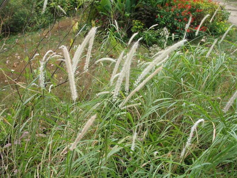 Dochan 'Tall Tails' - Pennisetum orientale 'Tall Tails'