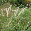 Dochan 'Tall Tails' - Pennisetum orientale 'Tall Tails'