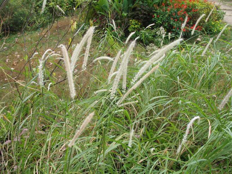 Dochan 'Tall Tails' - Pennisetum orientale 'Tall Tails'
