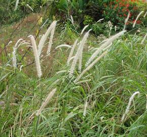 Dochan 'Tall Tails' - Pennisetum orientale 'Tall Tails'