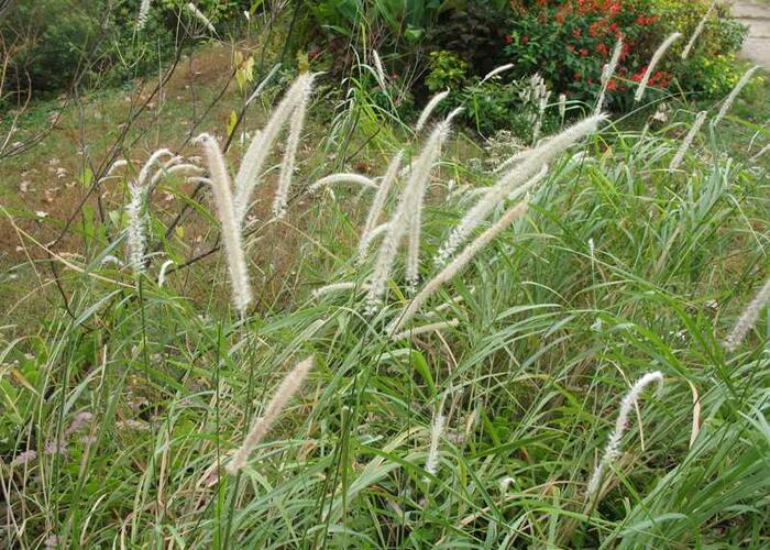 Dochan 'Tall Tails' - Pennisetum orientale 'Tall Tails'