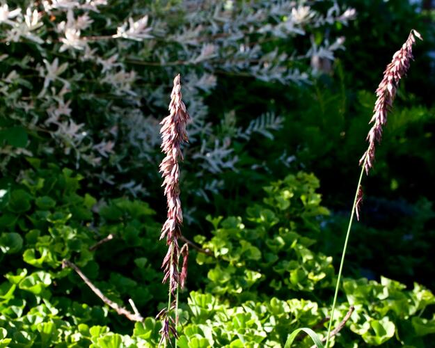 Strdivka vysoká 'Atropurpurea' - Melica altissima 'Atropurpurea'