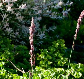 Strdivka vysoká 'Atropurpurea' - Melica altissima 'Atropurpurea'