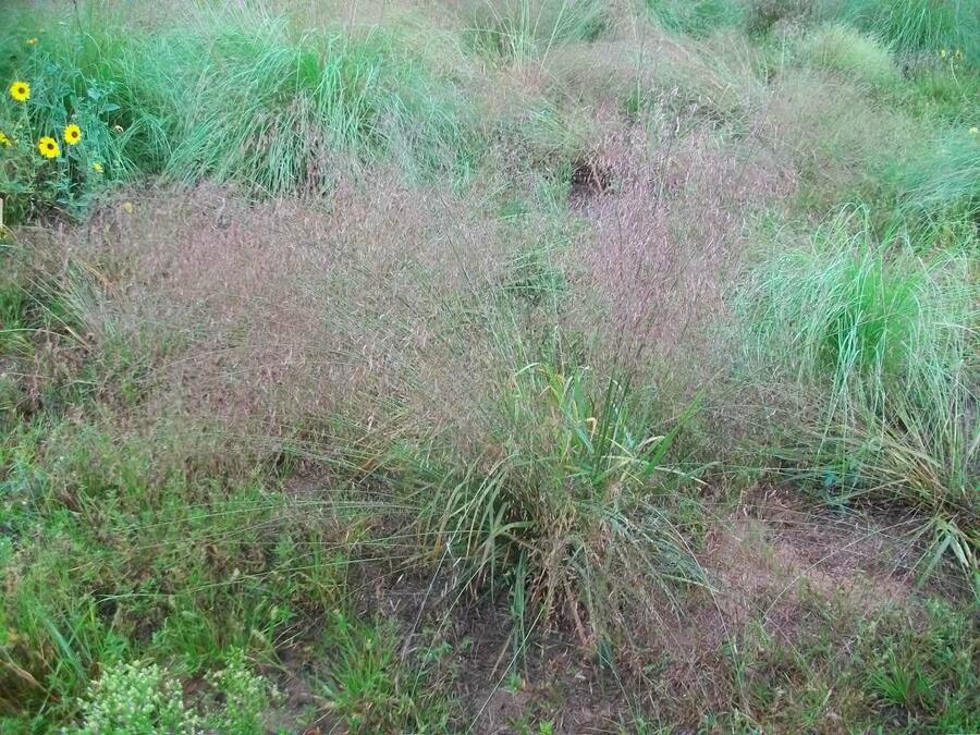 Milička - Eragrostis spectabilis