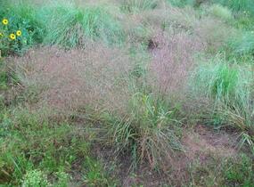 Milička - Eragrostis spectabilis