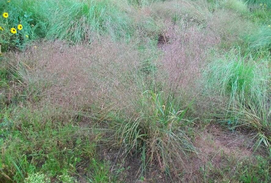 Milička - Eragrostis spectabilis