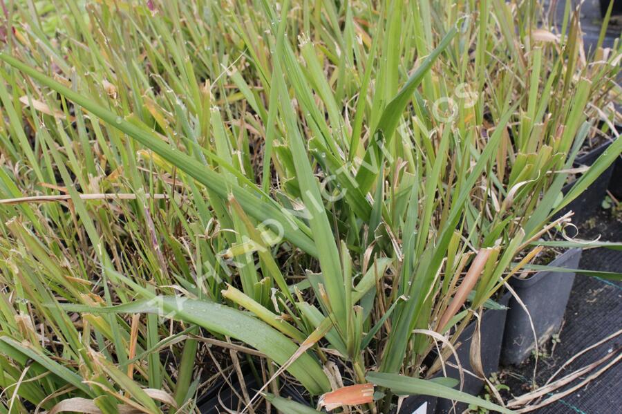 Milička - Eragrostis spectabilis