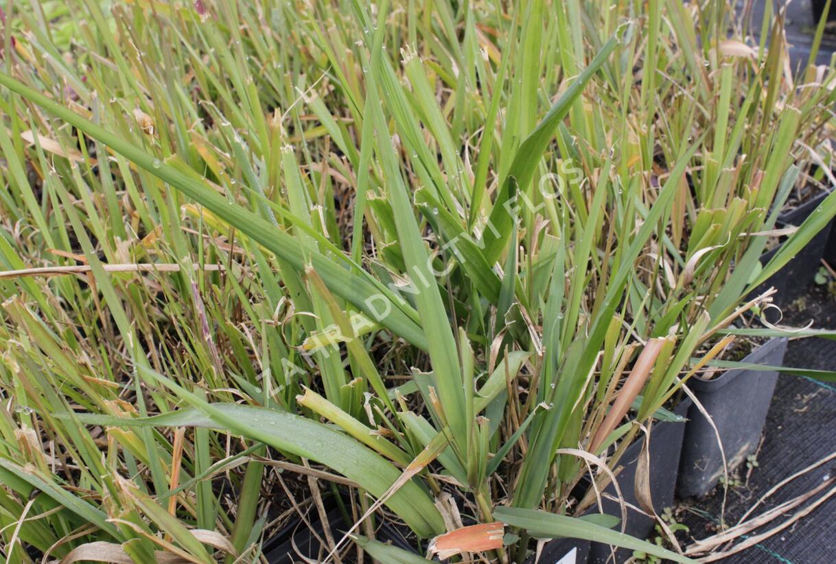 Milička - Eragrostis spectabilis