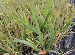 Milička - Eragrostis spectabilis