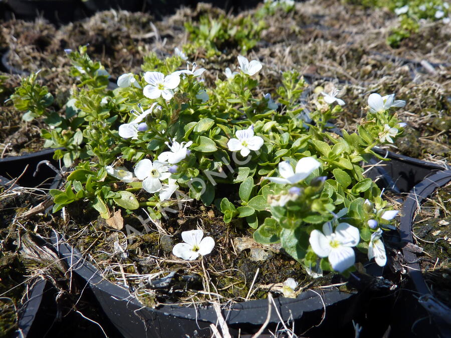 Rozrazil plazivý - Veronica repens