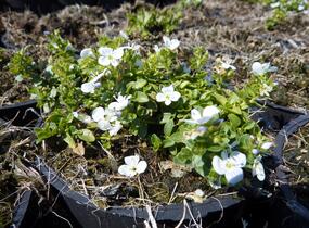 Rozrazil plazivý - Veronica repens