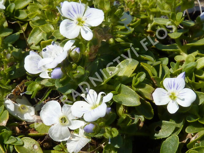 Rozrazil - Veronica repens