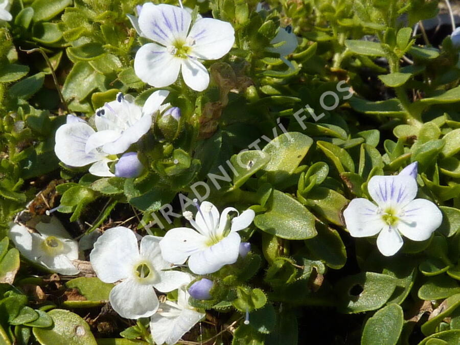 Rozrazil plazivý - Veronica repens