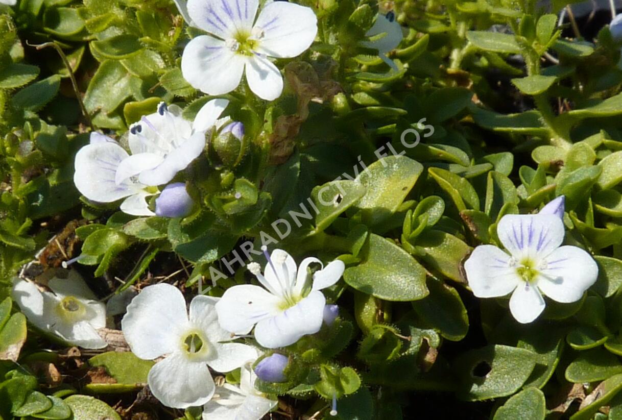 Rozrazil plazivý - Veronica repens
