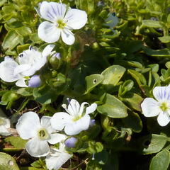 Rozrazil plazivý - Veronica repens