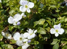 Rozrazil plazivý - Veronica repens