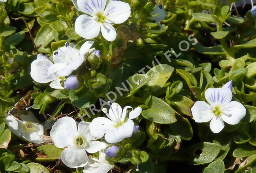 Rozrazil plazivý - Veronica repens