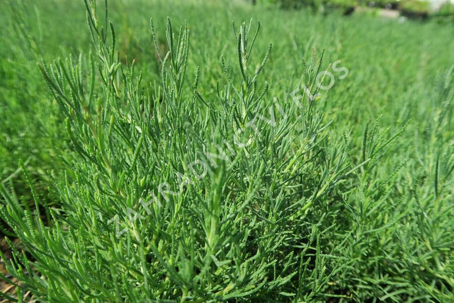 Svatolina rozmarýnolistá - Santolina rosmarinifolia