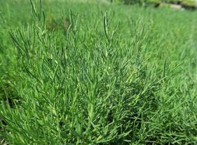 Svatolina rozmarýnolistá - Santolina rosmarinifolia