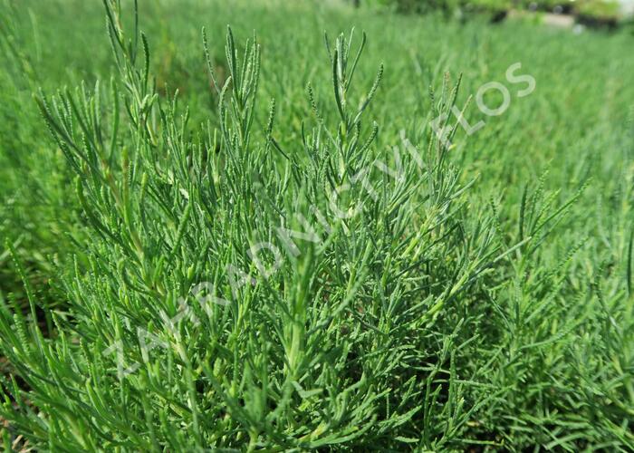 Svatolina rozmarýnolistá - Santolina rosmarinifolia