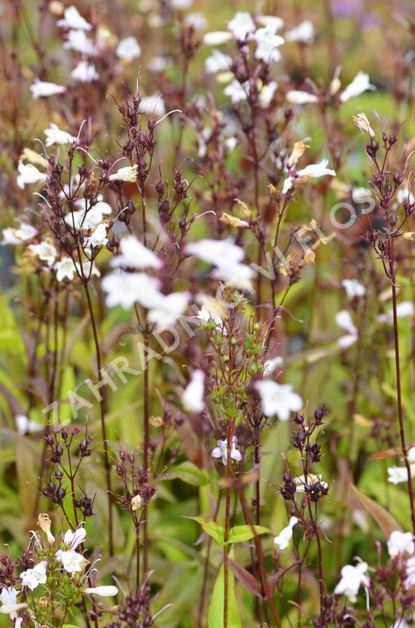 Dračík 'Husker Red Superior' - Penstemon digitalis 'Husker Red Superior'