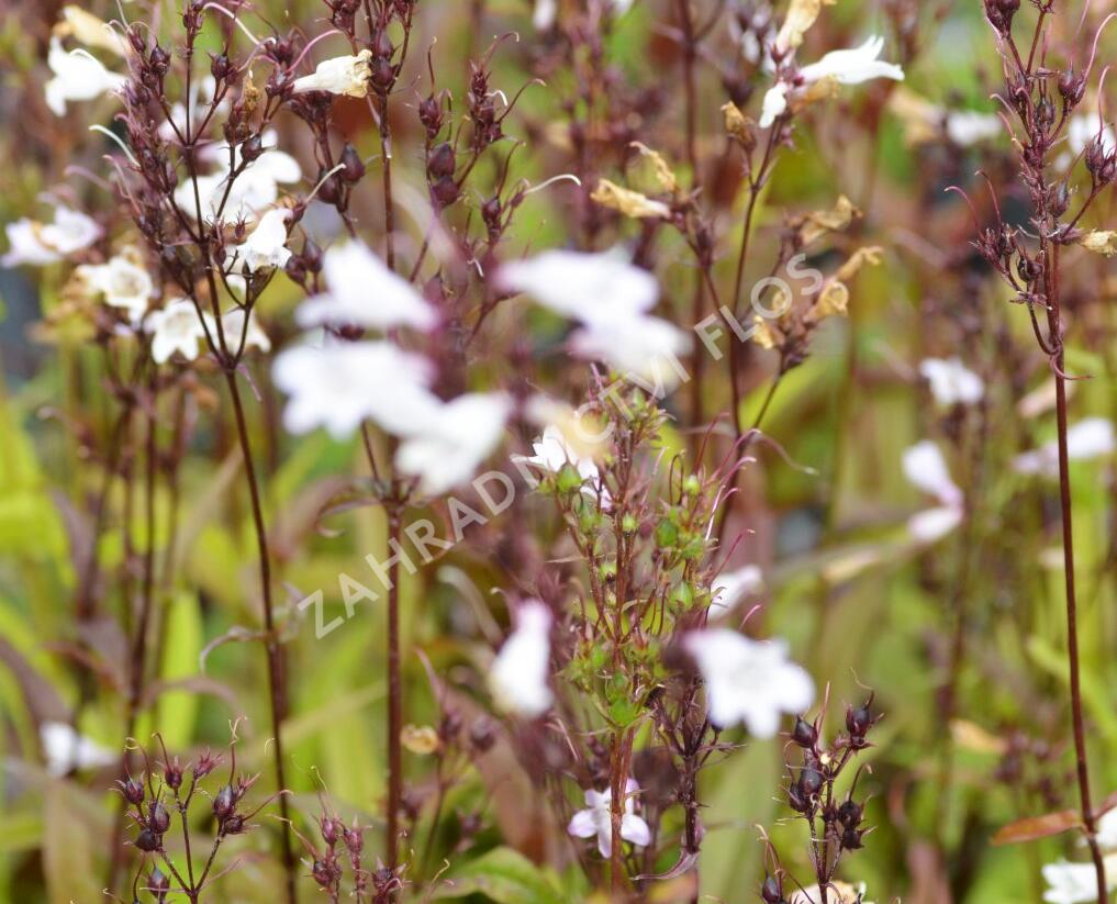 Dračík 'Husker Red Superior' - Penstemon digitalis 'Husker Red Superior'