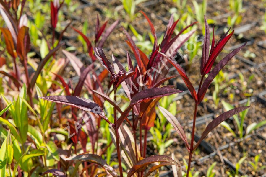 Dračík 'Husker Red Superior' - Penstemon digitalis 'Husker Red Superior'