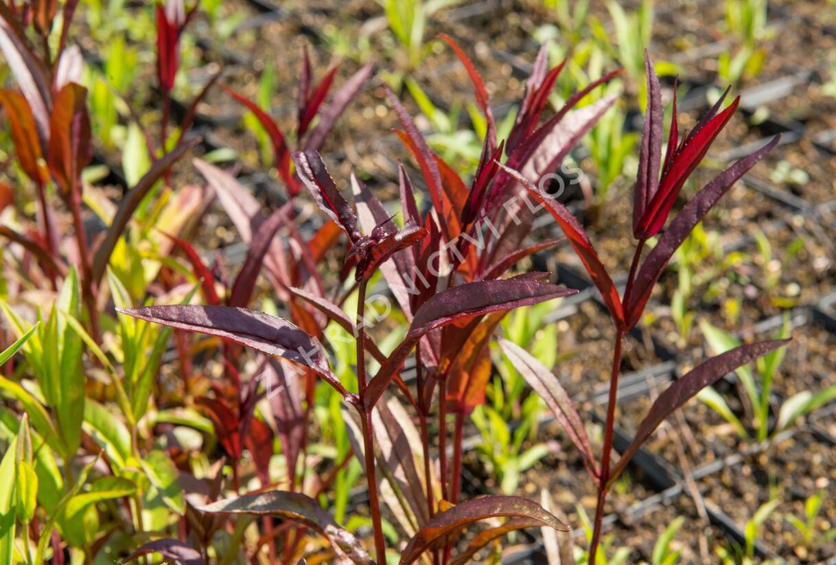 Dračík 'Husker Red Superior' - Penstemon digitalis 'Husker Red Superior'