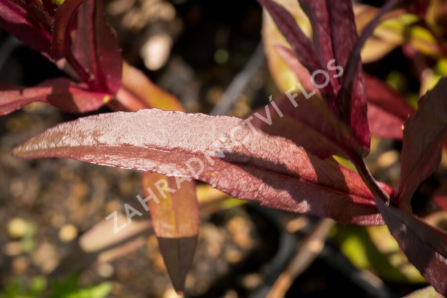 Dračík 'Husker Red Superior' - Penstemon digitalis 'Husker Red Superior'