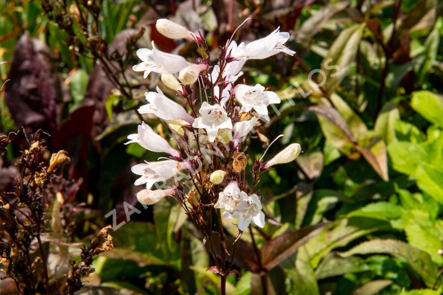 Dračík 'Husker Red Strain' - Penstemon digitalis 'Husker Red Strain'