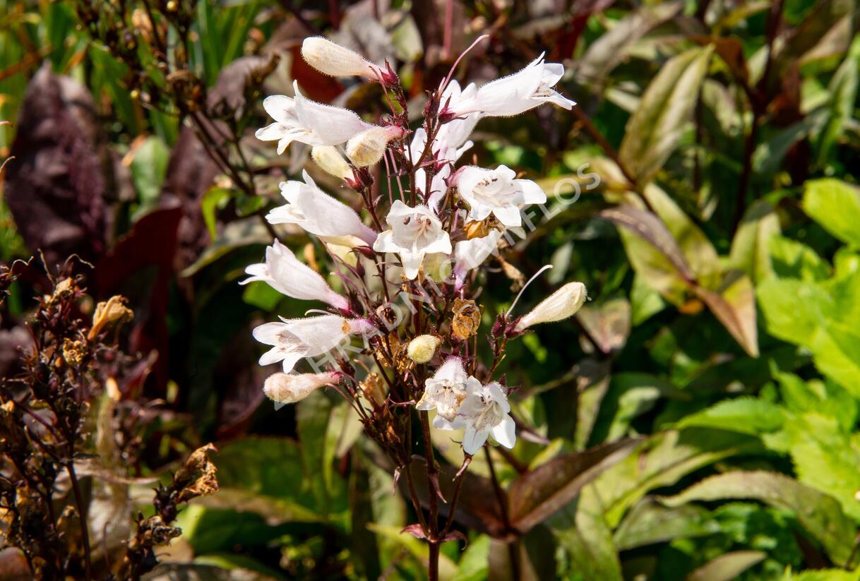 Dračík 'Husker Red Superior' - Penstemon digitalis 'Husker Red Superior'
