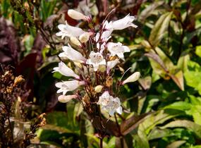 Dračík 'Husker Red Superior' - Penstemon digitalis 'Husker Red Superior'