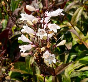 Dračík 'Husker Red Superior' - Penstemon digitalis 'Husker Red Superior'