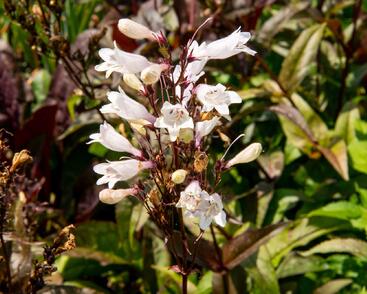 Dračík 'Husker Red Superior'