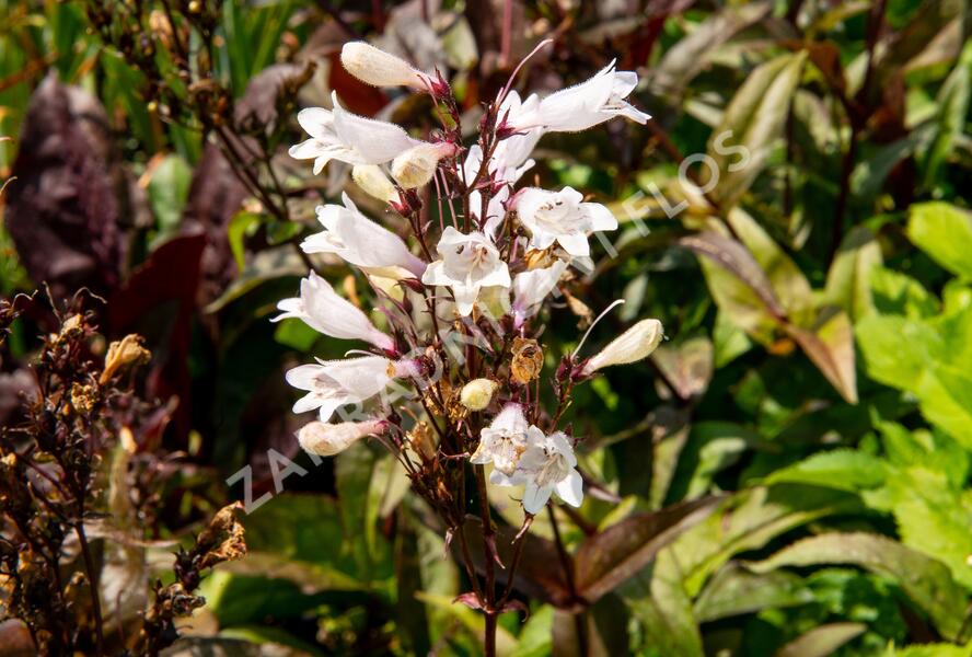 Dračík 'Husker Red Superior' - Penstemon digitalis 'Husker Red Superior'