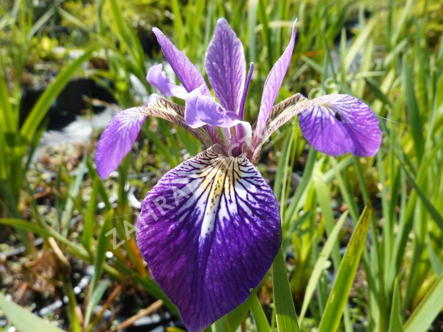 Kosatec různobarevný 'Kermesina' - Iris versicolor 'Kermesina'